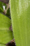 Speckled wood-lily <BR>White clintonia